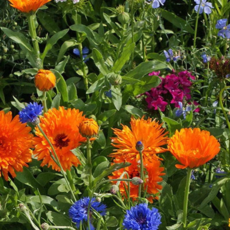 Wildflowers, Annual Garden Seed Packets