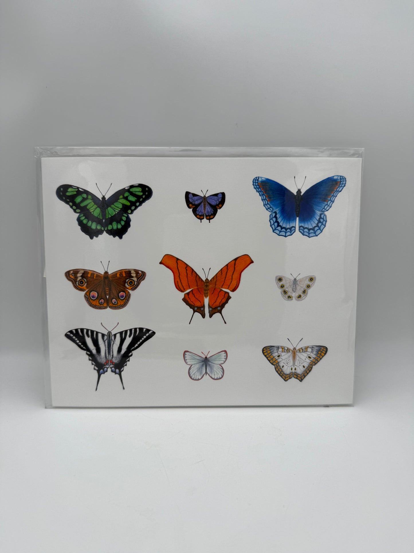Butterfly 8x10 Print