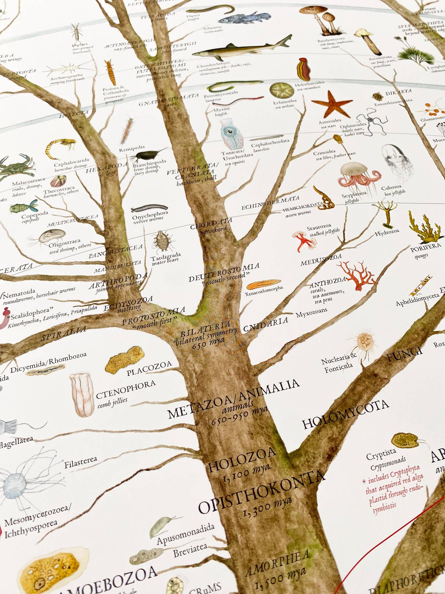 A History of Existing Life - The Regal Find