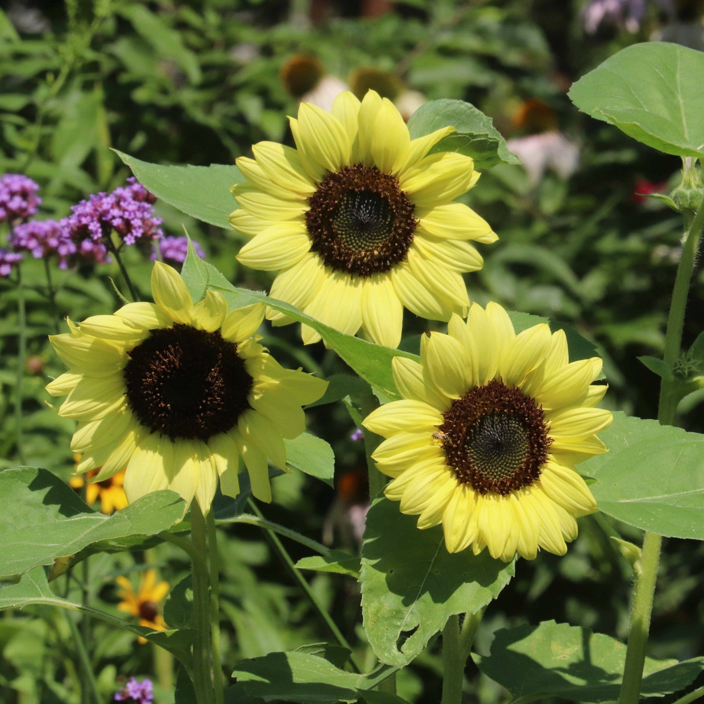 Sunflower, Heirloom Garden Seed Packets