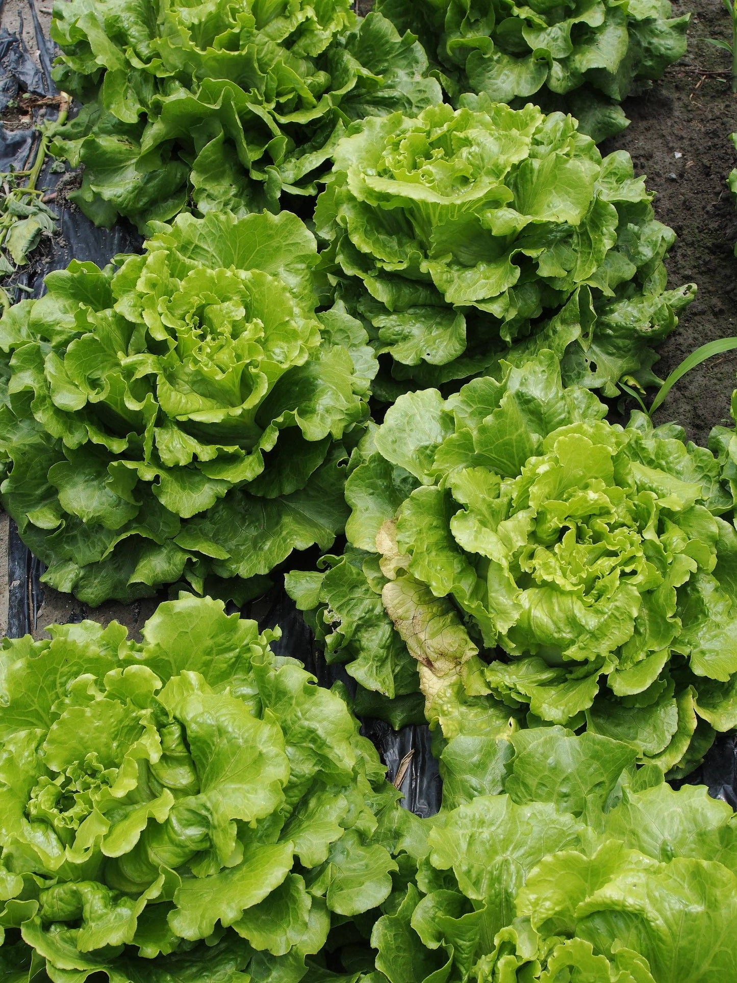 Lettuce, Heirloom Garden Seed Packets: Green