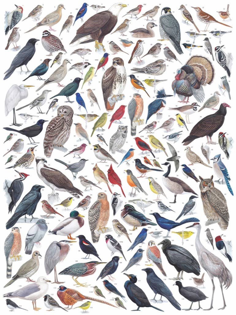 Birds of Eastern/Central North America - 1000 Piece Jigsaw Puzzle