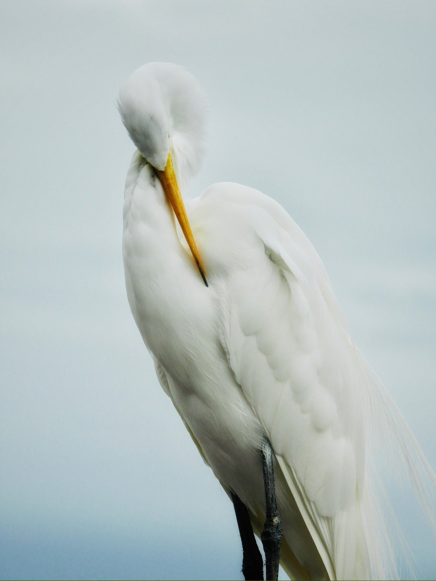 Great White Egret - The Regal Find