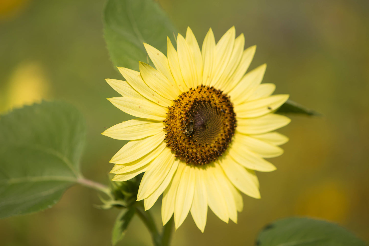 Sunflower, Heirloom Garden Seed Packets