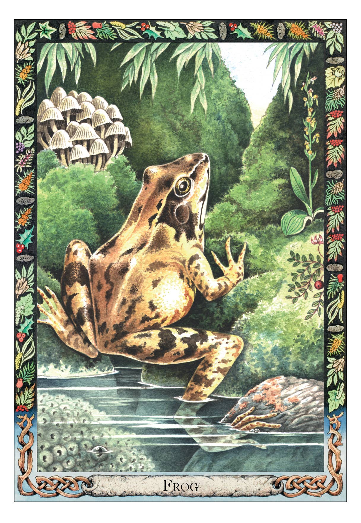 Frog illustration in a natural setting with decorative border