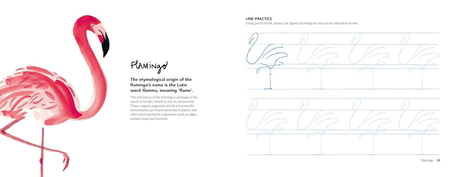 Flamingo illustration with text on a white background