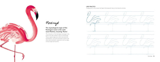 Flamingo illustration with text on a white background