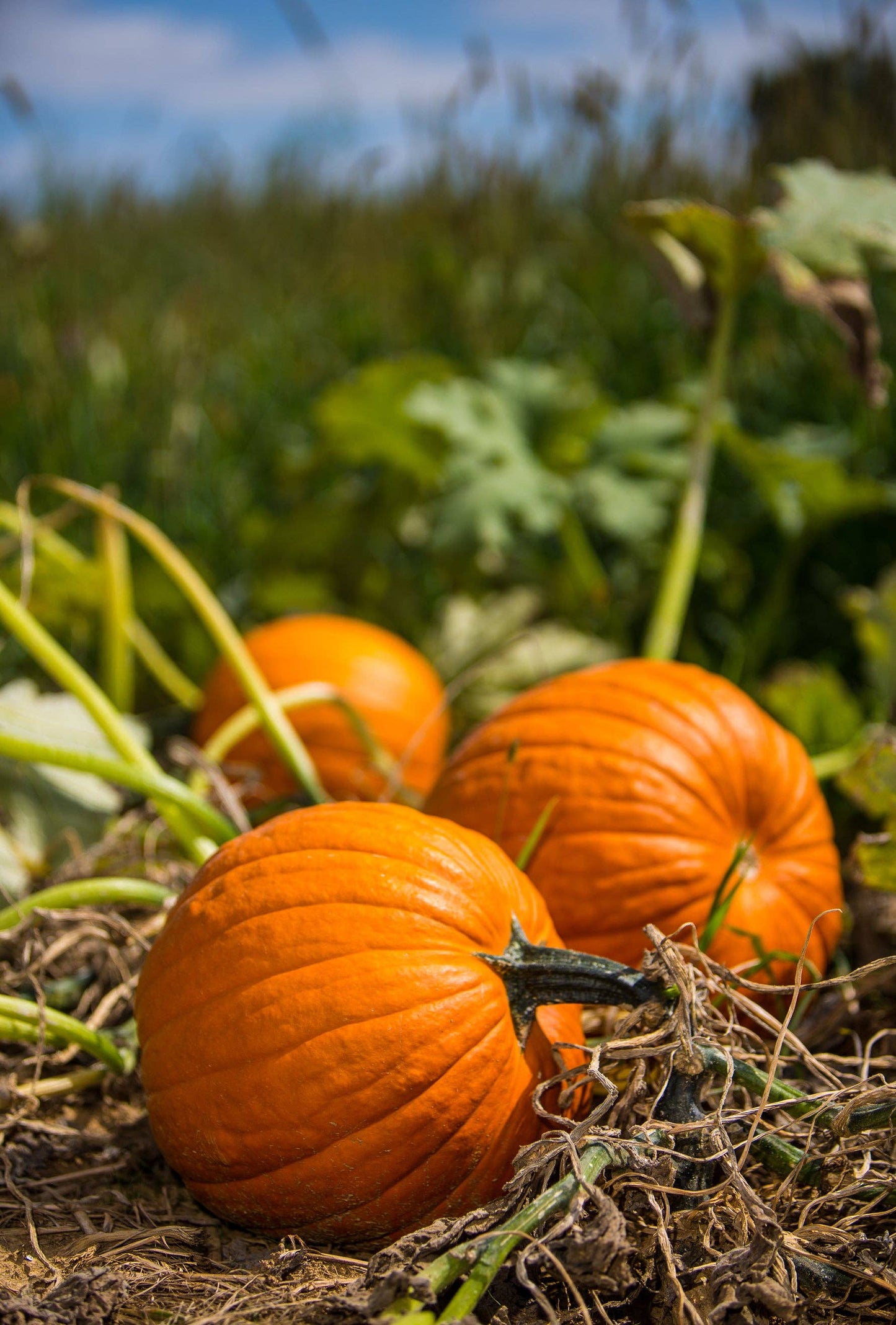 Pumpkin, Heirloom Garden Seed Packets: Pumpkin, Jack O' Lantern Seed Packets