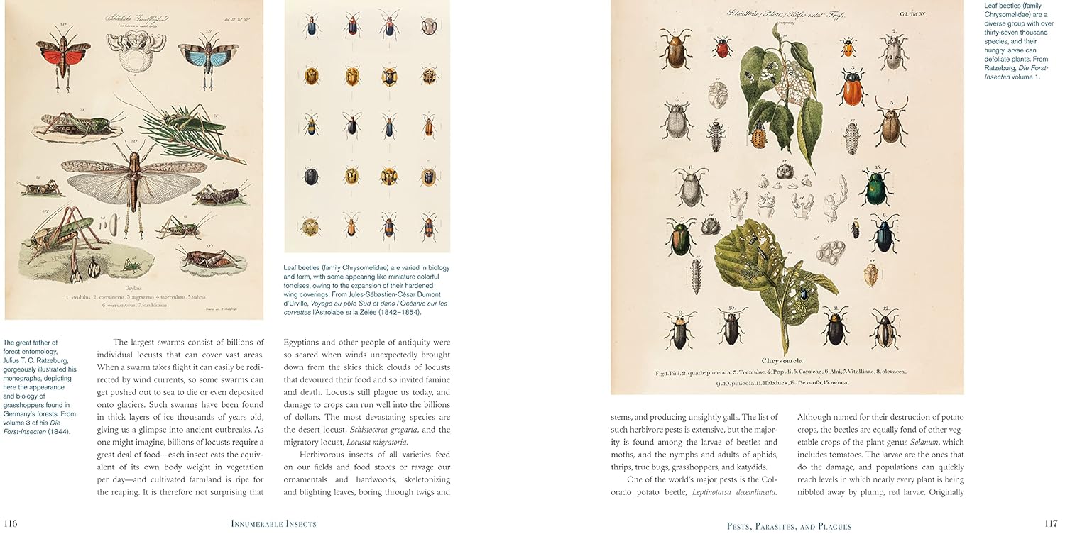 Illustrated book pages with various insects and plants on a white background