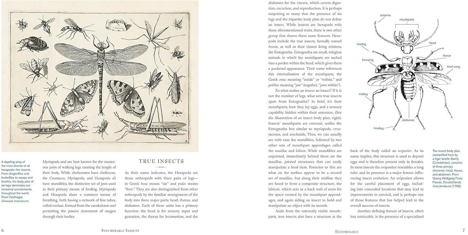 Illustrated book page with drawings of insects and text on a white background