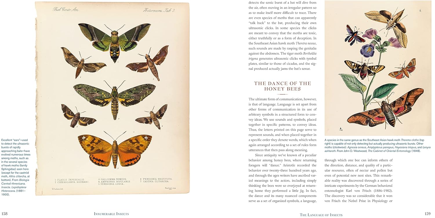 Illustrations of butterflies on a page from a book with text.