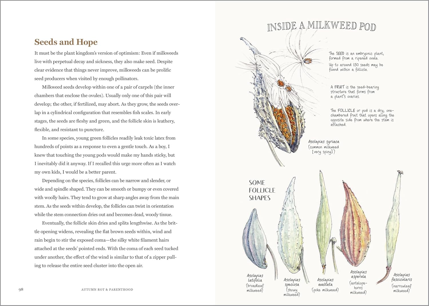 Book page with text and illustrations of seeds and a milkweed pod
