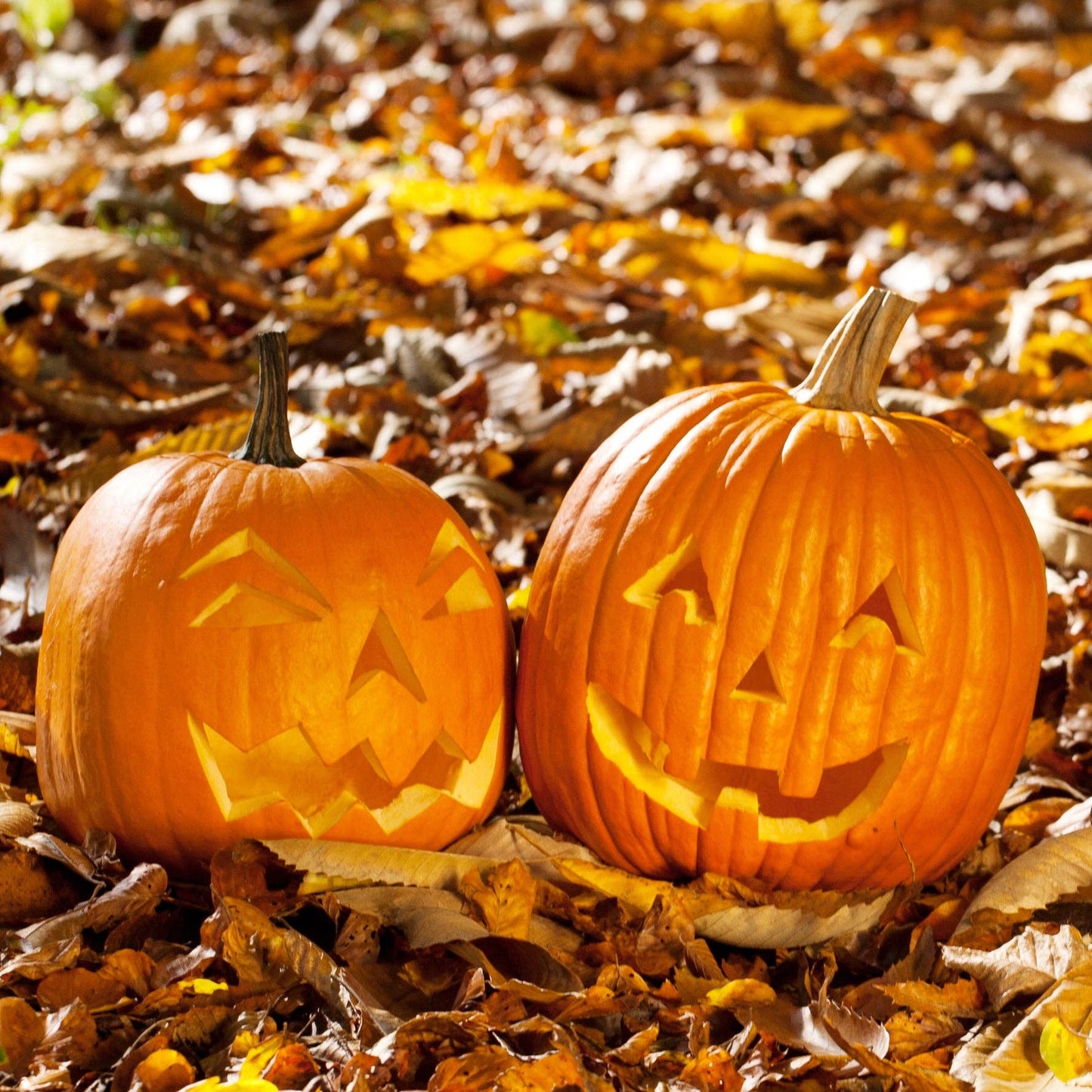 Pumpkin, Heirloom Garden Seed Packets: Pumpkin, Jack O' Lantern Seed Packets