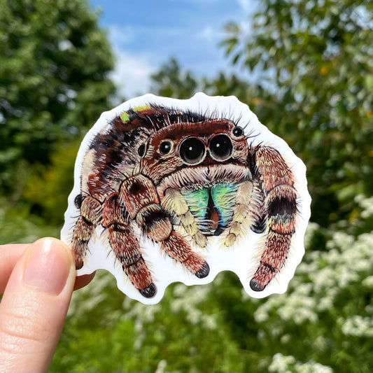 Jumping Spider Sticker