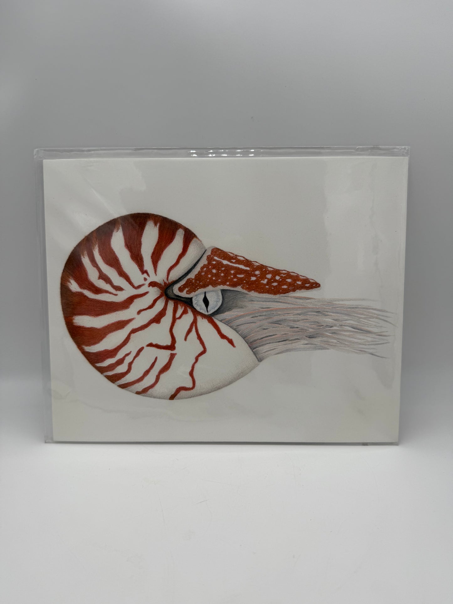 Nautilus 8x10 Print