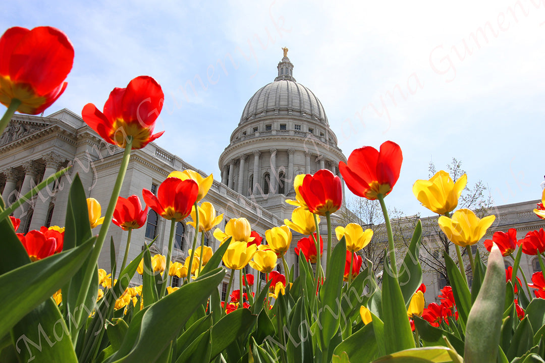 Madison Capitol with Tulips