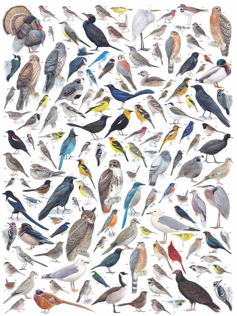 Birds of Western North America - 1000 Piece Jigsaw Puzzle - The Regal Find