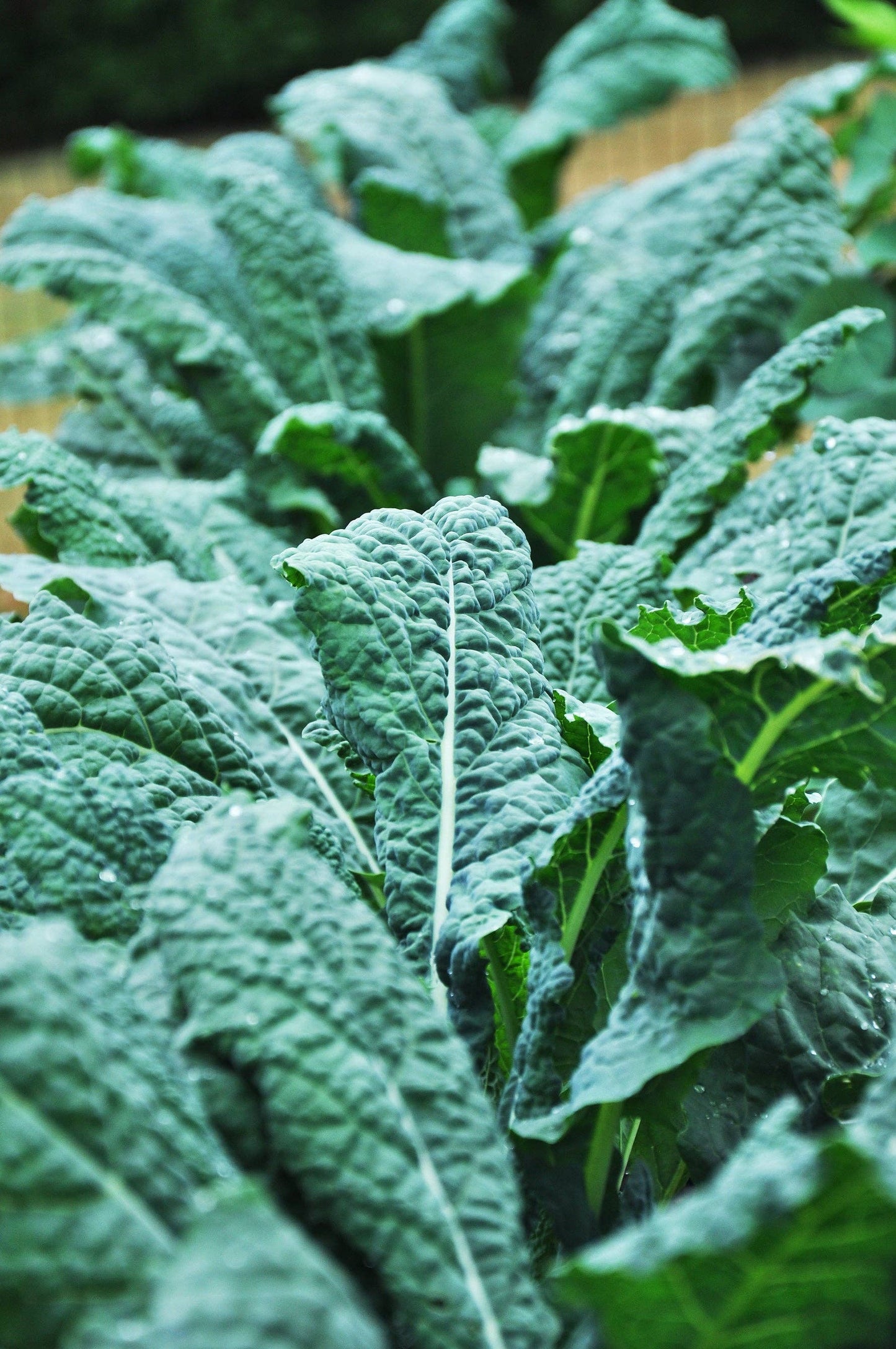 Kale, Lacinato Heirloom Garden Seed Packets: Kale, Lacinato Seed Packets