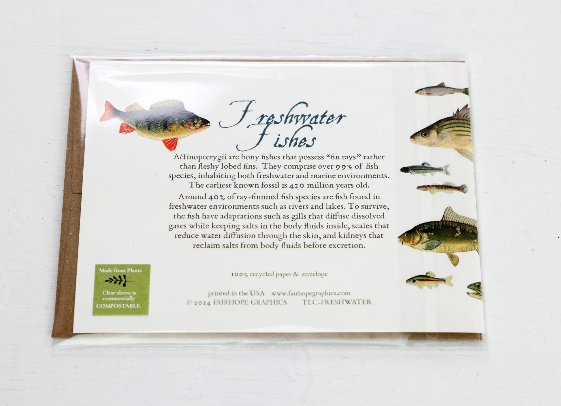 Freshwater Fishes Card - The Regal Find