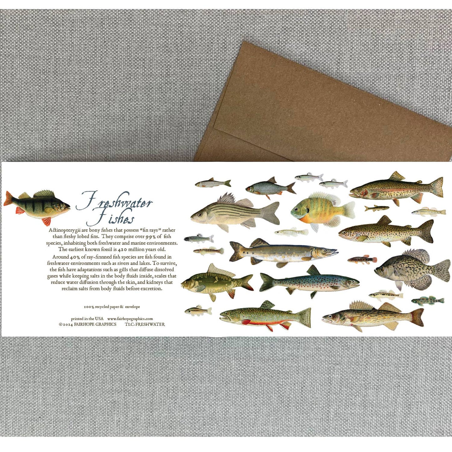 Freshwater Fishes Card - The Regal Find