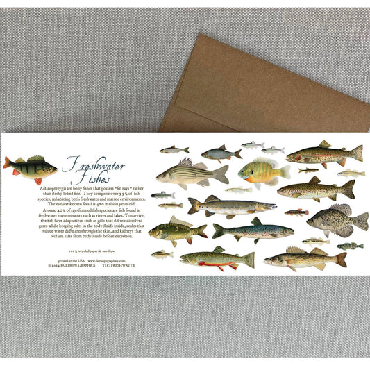 Freshwater Fishes Card - The Regal Find