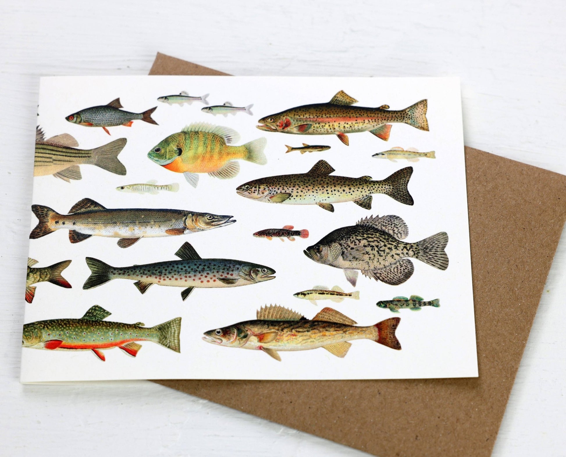Freshwater Fishes Card - The Regal Find