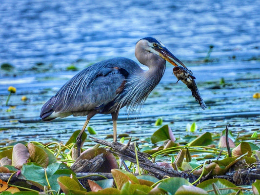 Heron with Bullhead - The Regal Find