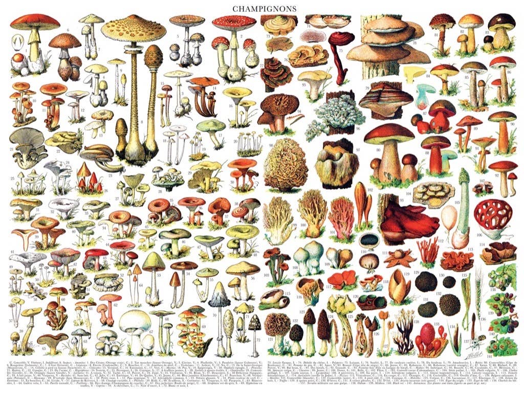 Mushrooms ~ Champignons - 1000 Piece Jigsaw Puzzle - The Regal Find