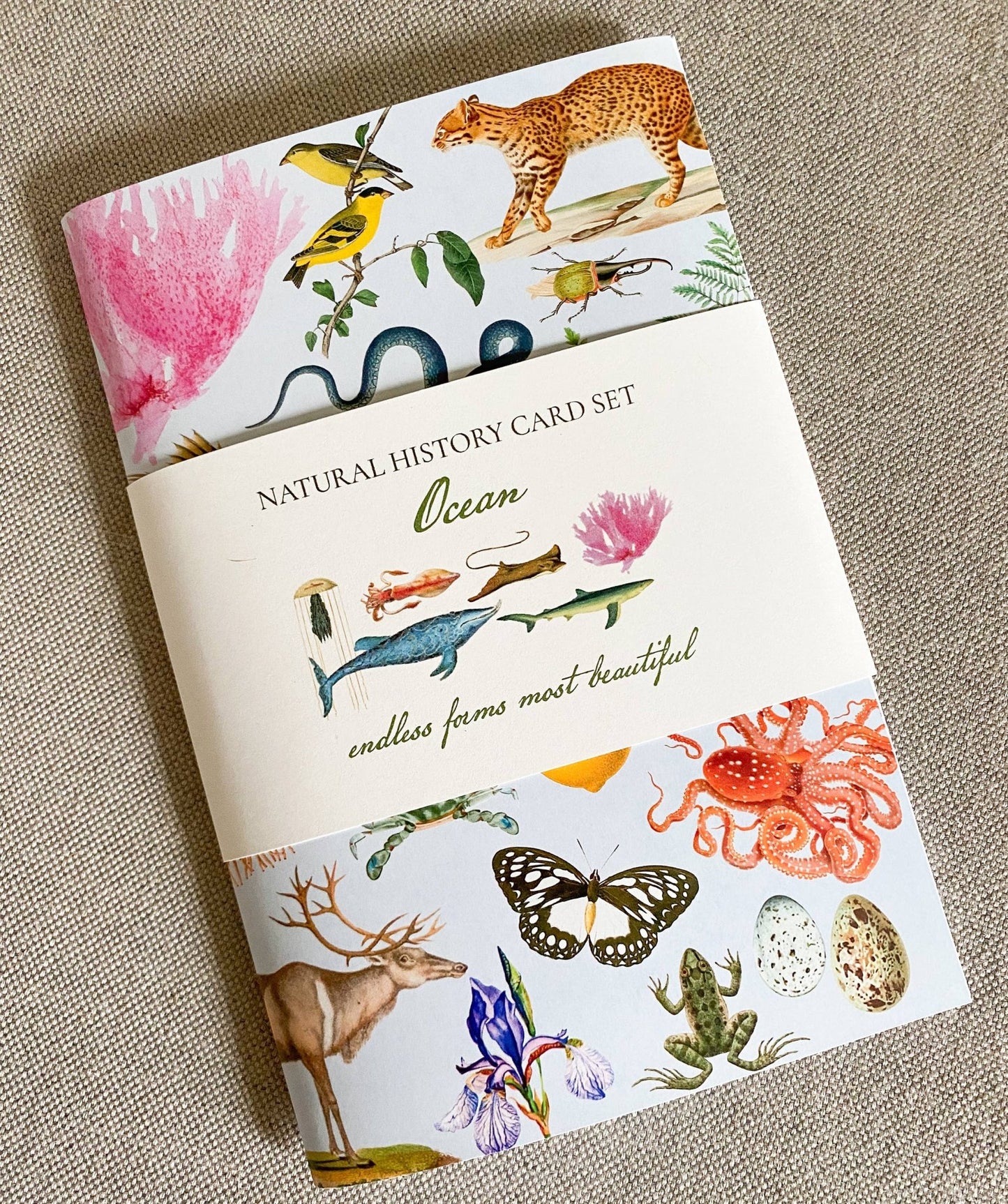 Ocean Card Pack - The Regal Find