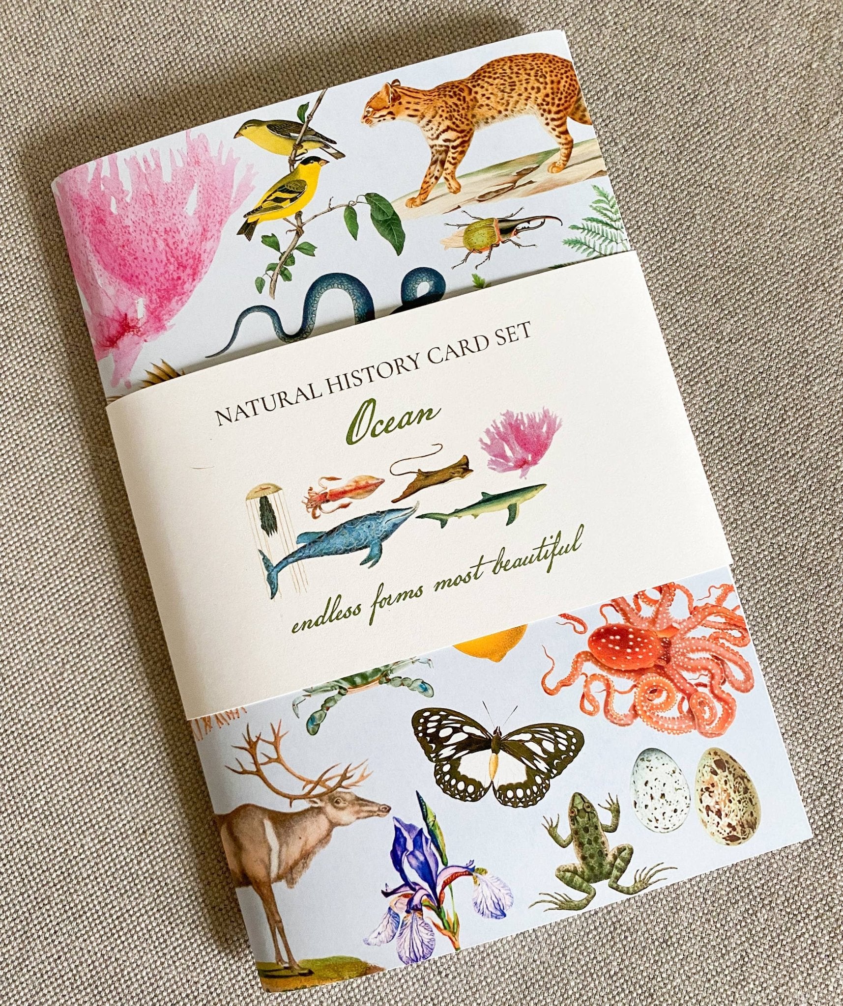 Ocean Card Pack - The Regal Find