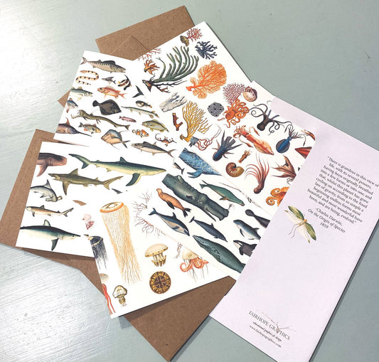 Ocean Card Pack - The Regal Find
