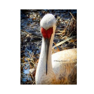 Sandhill Crane - The Regal Find