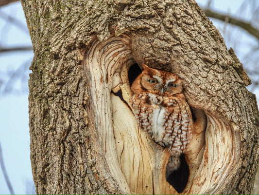 Screech Owl with Eyes Open (Portrait) - The Regal Find