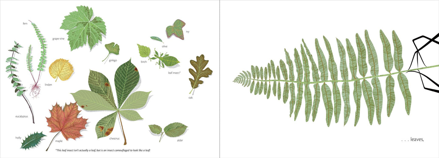 The Web - The Regal Find