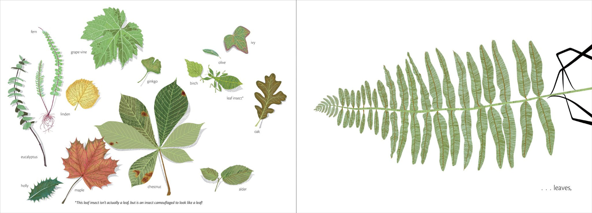 The Web - The Regal Find