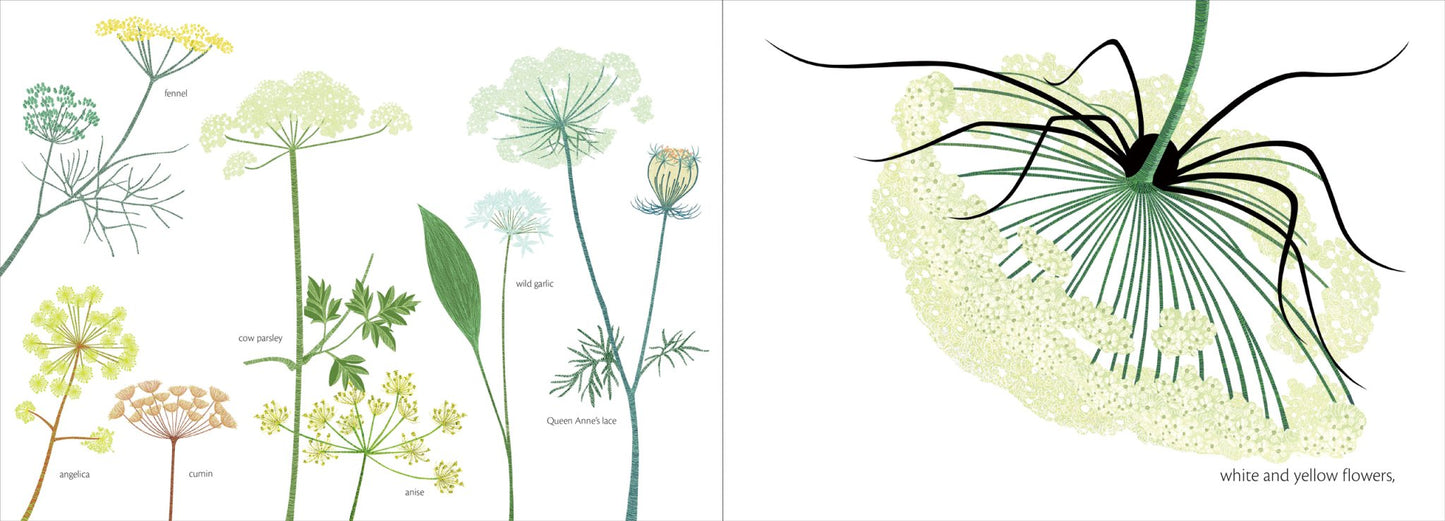 The Web - The Regal Find