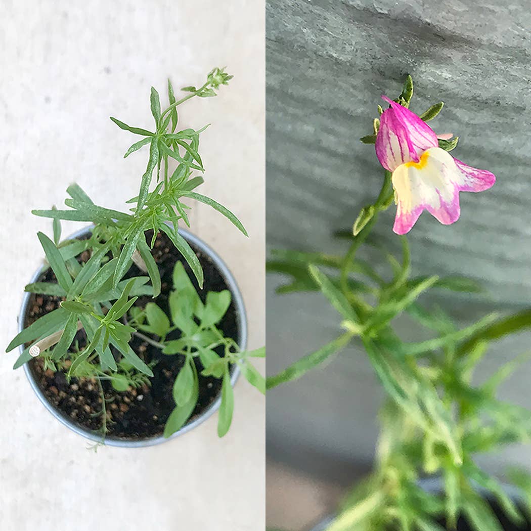 Wildflower Seed Cards: Coral - The Regal Find